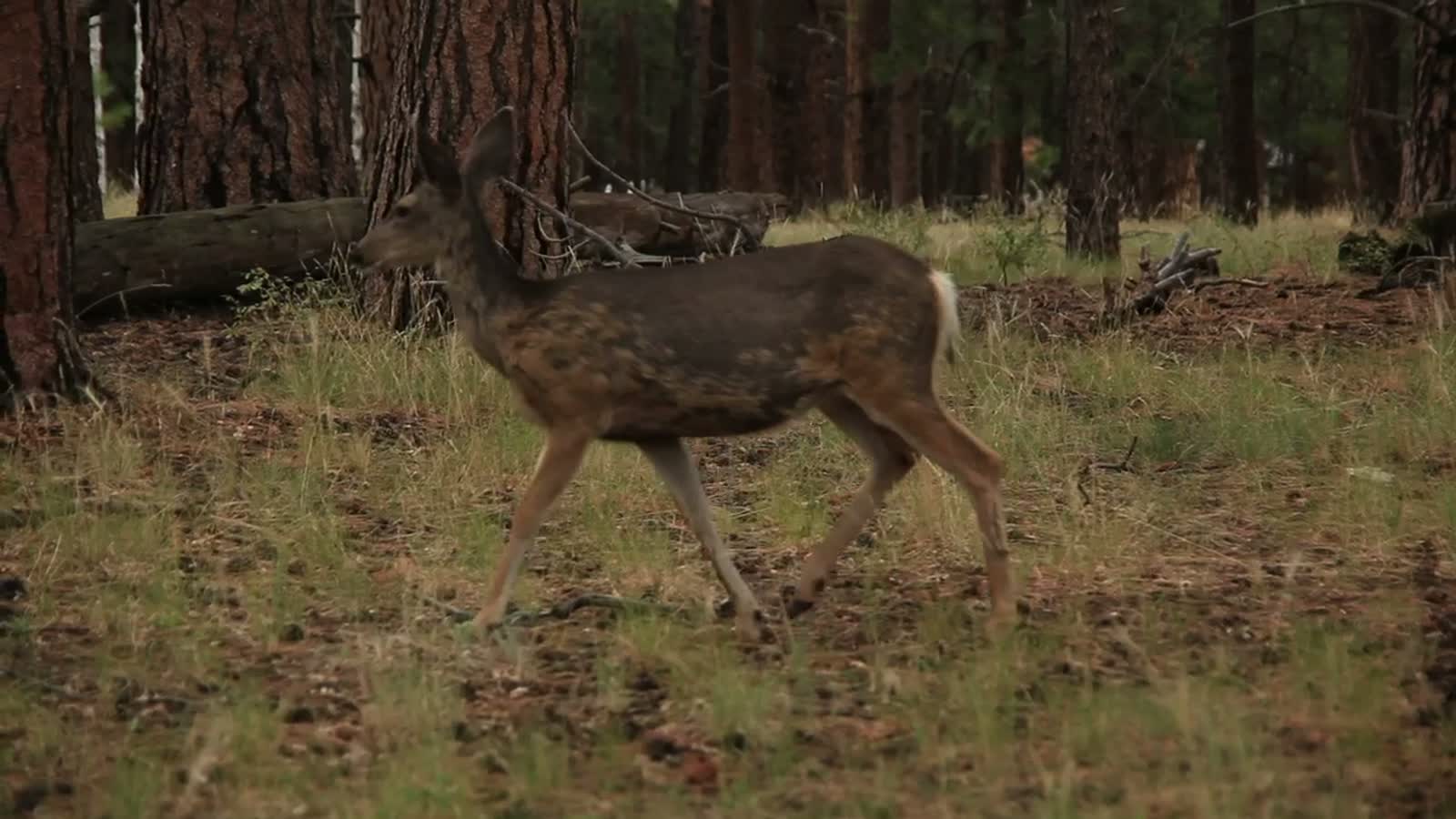 Wild deer in a Scottish woodland